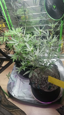Gelato & Amnesia  — vegetative, day 41