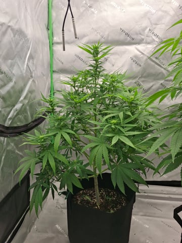 Do Si Dos -Cookies — flower, day 77