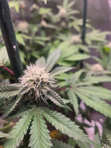 Looking for advice! — flower, day 74