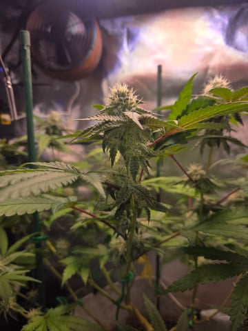 Looking for advice! — flower, day 77