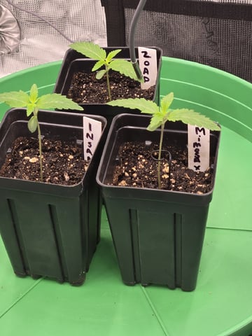Zoap & Mimosa x OrangePunch — seedling_rooting, day 8