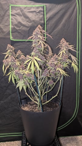 Mixed Grow — flower, day 123
