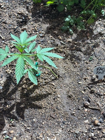 3 seeds  — vegetative, day 37