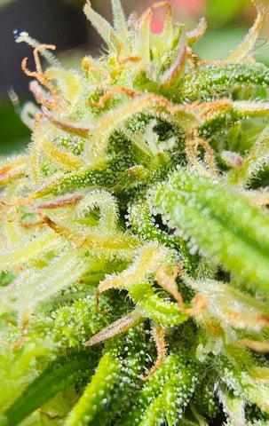 Cheshablue  — flower, day 22