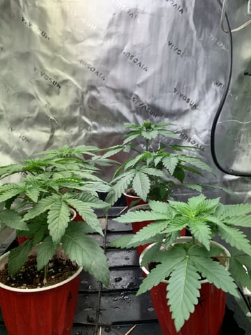 Papaya Frosting  — vegetative, day 24
