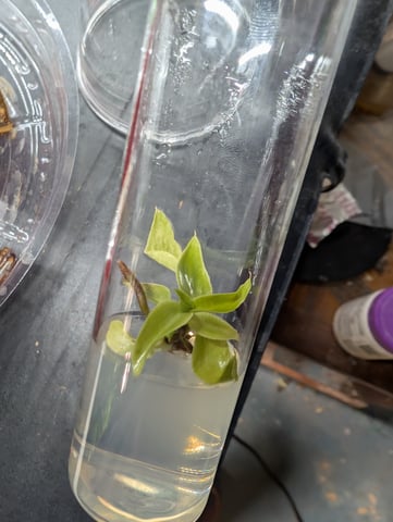 Plant in a test tube — seedling_rooting, day 4