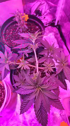 first grow adventure  — vegetative, day 38
