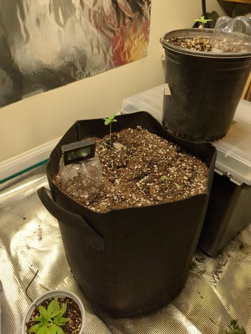 first grow — flower, day 51