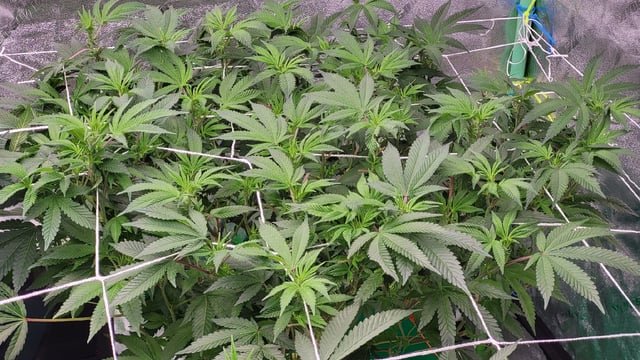 1st grow indoors(cardboard box to 2x2x4 to 5x5x6) — flower, day 92