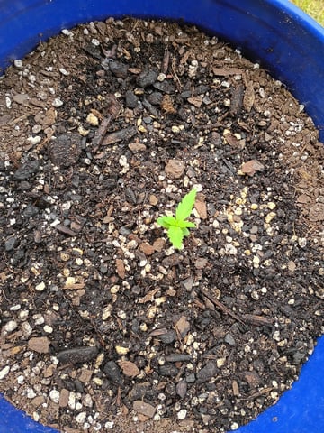Six-Duece Autos — seedling_rooting, day 12