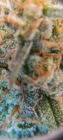 Piney — flower, day 38