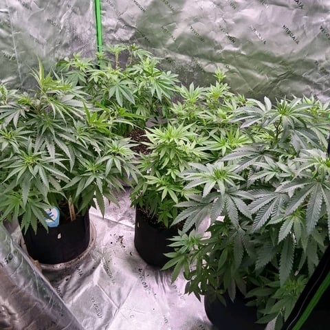 run #3 — vegetative, day 6