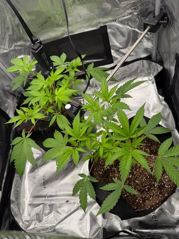  Trying to go big — vegetative, day 60