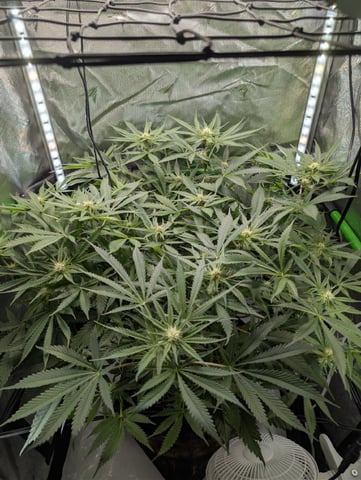 Cinderella 99 — flower, day 75