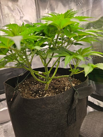 Northern lights #10 (Alaska) — vegetative, day 33