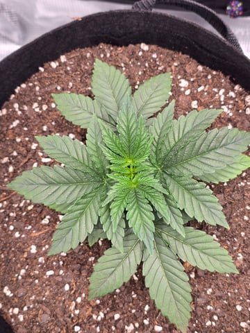 Northern lights #10 (Alaska) — vegetative, day 16