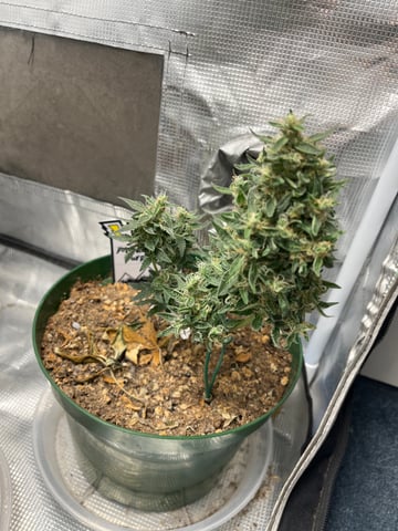 Mephistos Auto  — flower, day 74