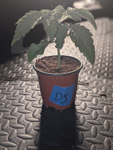 EG/SM/SG/CW — vegetative, day 22