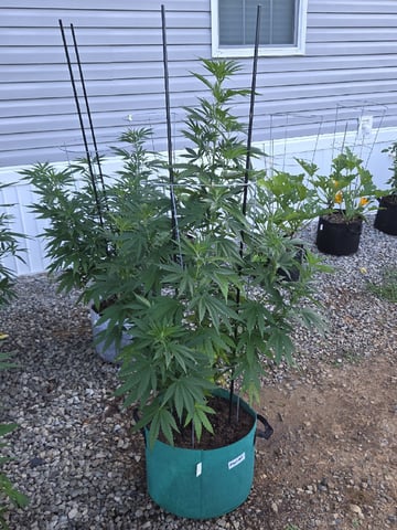 Outdoors L.S.D and Cinderalla 99  — vegetative, day 23