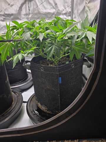 Purple Haze  — vegetative, day 38