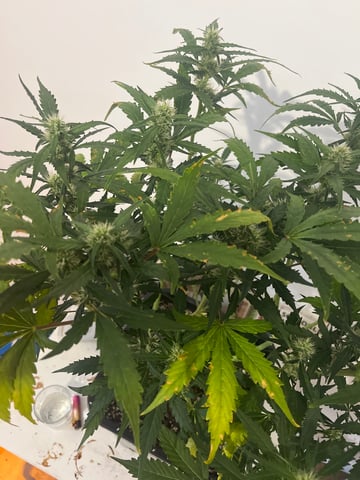 le mon cherry & GMO cookies — auto, day 7