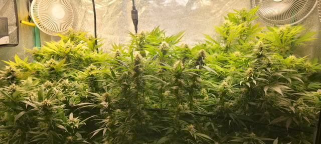 $chooners Grow — flower, day 21