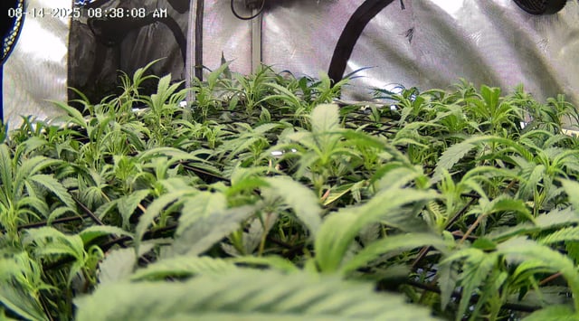 Found my Females... Game On! — flower, day 135