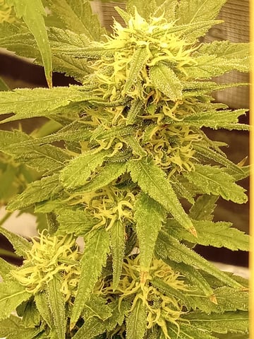   and one L.a kush cake . — flower, day 105