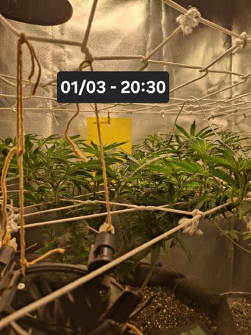1st Grow - ROYAL MOBY (indoor)(photop.) — flower, day 95