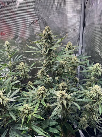 wedding cake auto FIRST GROW! — flower, day 55