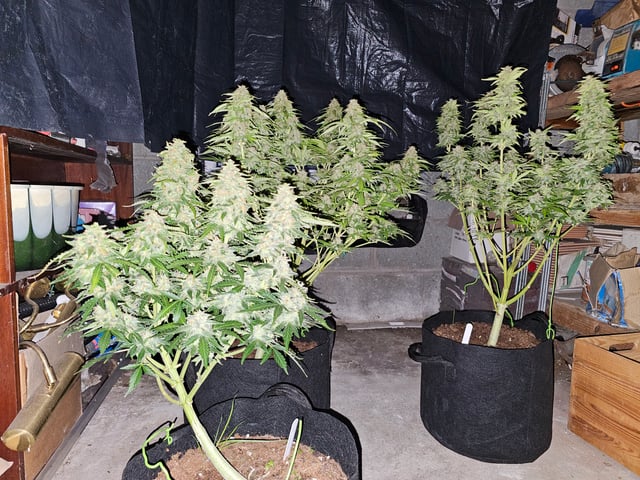 round 2 — flower, day 74