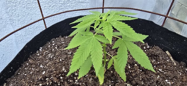 CzechsMex 2.0 — vegetative, day 46