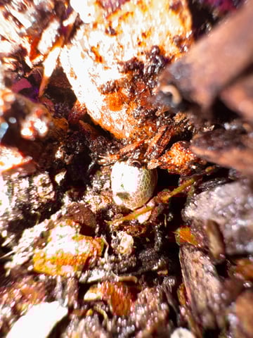 OG Kush — flower, day 141