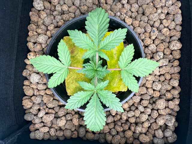  Hydro  1st run — vegetative, day 1