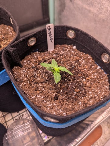 Autos — seedling_rooting, day 1