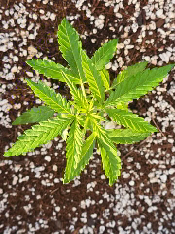 Green Gelato Auto — seedling_rooting, day 17