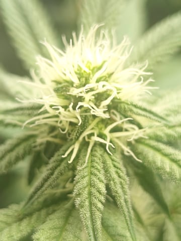 First clones (Dr nefario)  — flower, day 50