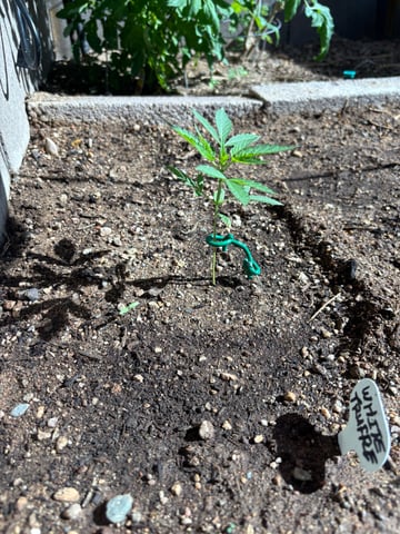 new seeds grow #2 — vegetative, day 31