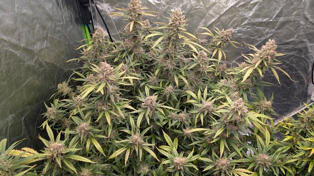 Strawberry Cheesecake Seedsman Seeds Autoflowers x2 — flower, day 103
