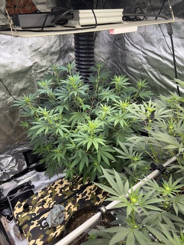 Humboldt, Hella Jelly. Jelly Donut  — flower, day 56
