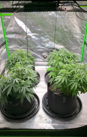 This grow may be interesting! — vegetative, day 88