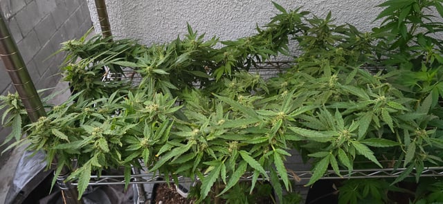 Mystery Weed Plant — flower, day 137