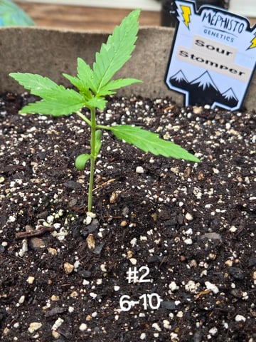 Outdoor Auto's (2nd set) — vegetative, day 1