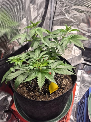 Grow 1 2026 Dream Widow — vegetative, day 47