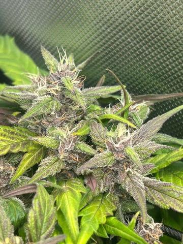 Vanna's Vanilla — auto, day 69