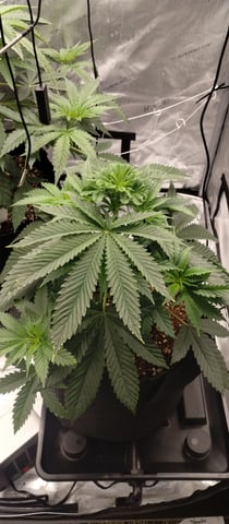 Skunk #1 — vegetative, day 55