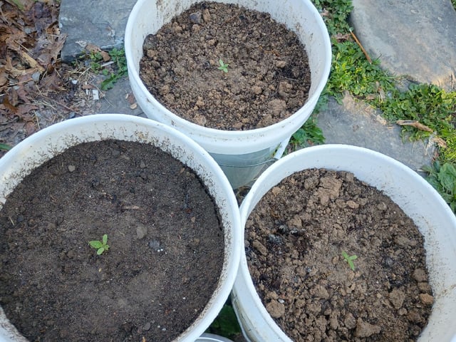 2nd Grow — seedling_rooting, day 15