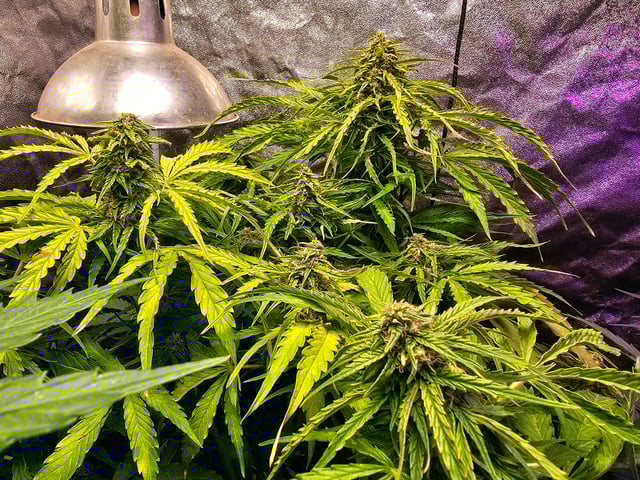 Cheshablue  — flower, day 31