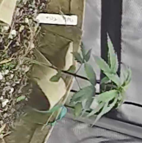 new tent — seedling_rooting, day 35