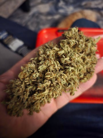 3rd Auto Grow — germination, day 21